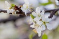 Prunus cerasus, sour cherry, tart , or dwarf, morello, amarelle, Montmorency cherry white delicate flower with young green leaves Royalty Free Stock Photo