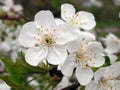 Prunus cerasus white flower