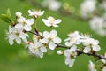 Prunus Domestica Blossoms in Spring Royalty Free Stock Photo