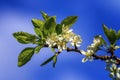 Prunus domestica Czar flowers Royalty Free Stock Photo