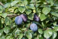 Fruits on plumtree