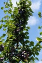 Fruits on plumtree