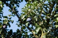 Fruits on plumtree