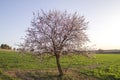 Almond tree blooming Royalty Free Stock Photo