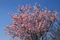 Prunus dulcis, Amygdalus communis