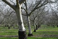 Prunus dulcis, flowering nonpareil almond tree bra Royalty Free Stock Photo