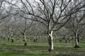 Prunus dulcis, flowering nonpareil almond tree bra Royalty Free Stock Photo