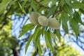 Prunus dulcis or Prunus amygdalis tree producing healthy almond fruit, in green hulls with downy exterior