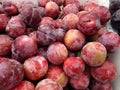 Prunus 'Flavor King Pluot'