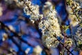 White tree flowers in spring possibly Prunus is a genus of trees and shrubs, which includes the fruits plums, cherries, peaches, Royalty Free Stock Photo