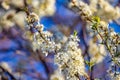 White tree flowers in spring possibly Prunus is a genus of trees and shrubs, which includes the fruits plums, cherries, peaches, Royalty Free Stock Photo