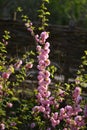 Delicate pink flowers of a glandular cherry prunus glandulosa, shrub, belongs to the Rosaceae family