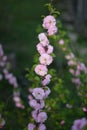 Delicate pink flowers of a glandular cherry prunus glandulosa, shrub, belongs to the Rosaceae family