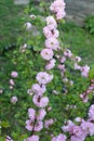 Delicate pink flowers of a glandular cherry prunus glandulosa, shrub, belongs to the Rosaceae family