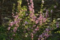 Delicate pink flowers of a glandular cherry prunus glandulosa, shrub, belongs to the Rosaceae family