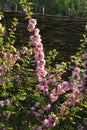 Delicate pink flowers of a glandular cherry prunus glandulosa, shrub, belongs to the Rosaceae family