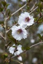 Two flowers of Prunus Hally Jolivette Royalty Free Stock Photo