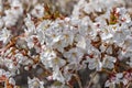 Prunus incisa Mikinori, cherry Mikinori a large shrub with small, toothed leaves with pink flowers in bud