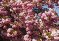 prunus kanzan cherry tree Royalty Free Stock Photo
