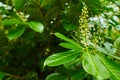 Prunus laurocerasus cherry laurel shrub in bloom, group of small white flowering flowers buds, green leaves on branches.