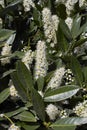 Prunus laurocerasus Otto Luyken shrub in bloom Royalty Free Stock Photo