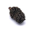 Prunus Laurocerasus seed