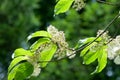 Prunus maackii, commonly called the Manchurian cherry or Amur ch