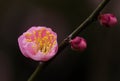 Prunus Mume or Chinese Plum Blossoms