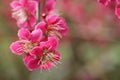Prunus Mume Plant. Royalty Free Stock Photo