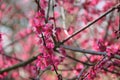 Prunus Mume Plant.