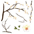 Prunus mume - White Chinese plum, Japanese apricot flower, Plum Blossom. Vector Illustration. isolated on white Background