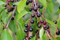 Prunus padus berries on twig