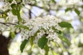 Prunus padus(Bird Cherry) blossoming