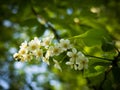 Prunus padus bird cherry, hackberry, hagberry, or Mayday tree