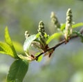 Prunus padus buds Royalty Free Stock Photo