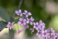 Prunus padus colorata pink flowering cultivar of bird cherry hackberry tree, hagberry mayday tree in bloom in sunlight Royalty Free Stock Photo