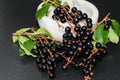 Prunus padus red ripe cherry berries Royalty Free Stock Photo