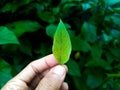 prunus padus shoots Royalty Free Stock Photo