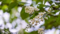 Prunus padus `Siberian beauty` blossom on blue sky background. White flowers of blooming bird cherry or Mayday tree