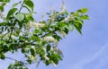 Prunus padus `Siberian beauty` blossom on blue sky background. White flowers of blooming bird cherry or Mayday tree