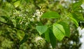 Prunus padus `Siberian beauty` blossom in the garden. White flowers of blooming bird cherry or Mayday tree.