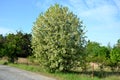 Prunus padus wild cherry small tree in bloom round crown spring blue sky