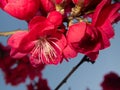 Prunus persica blossoms in spring