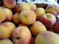 Prunus persica 'Fairtime Yellow' Peach