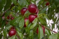 Prunus persica nucipersica tree branches full of red fruits, ripening smooth skin peaches on the tree Royalty Free Stock Photo