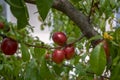 Prunus persica nucipersica tree branches full of red fruits, ripening smooth skin peaches on the tree Royalty Free Stock Photo