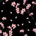 Prunus persica - Peach Flower Blossom on Black Background.