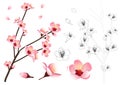 Prunus persica - Peach Flower Blossom Outline. Vector Illustration. isolated on white Background.