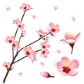 Prunus persica - Peach Flower Blossom. Vector Illustration. Royalty Free Stock Photo