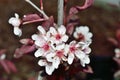 Purpleleaf Sand Cherry blossoms Closeup